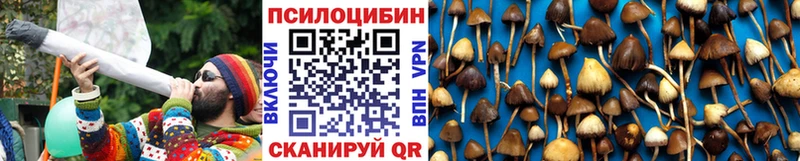 Галлюциногенные грибы Psilocybe  где найти   Снежногорск 